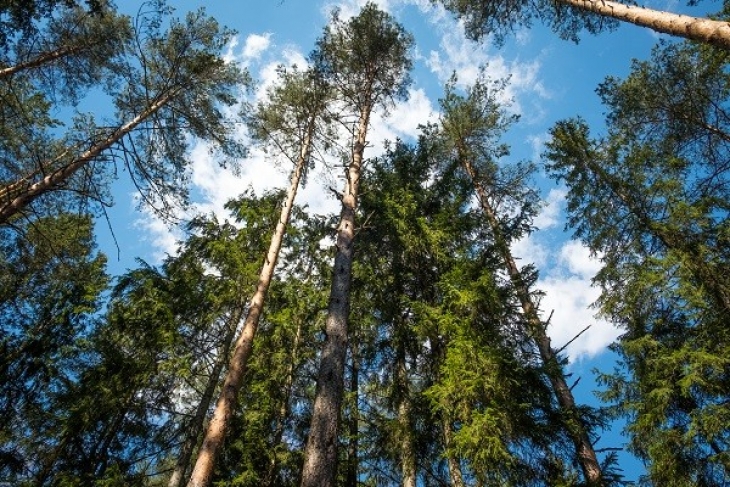 Klimata pārmaiņas un mežs - LV portāls