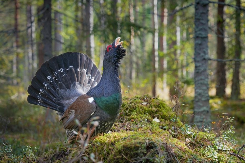 Dabas muzejā apskatāma fotoizstāde “Mans putns 2025” - LV portāls