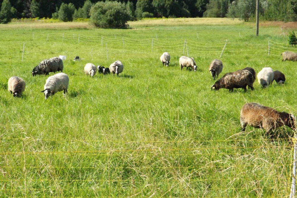 Lauksaimniekiem būs pieejams atbalsts apdrošināšanai pret plēsēju ...