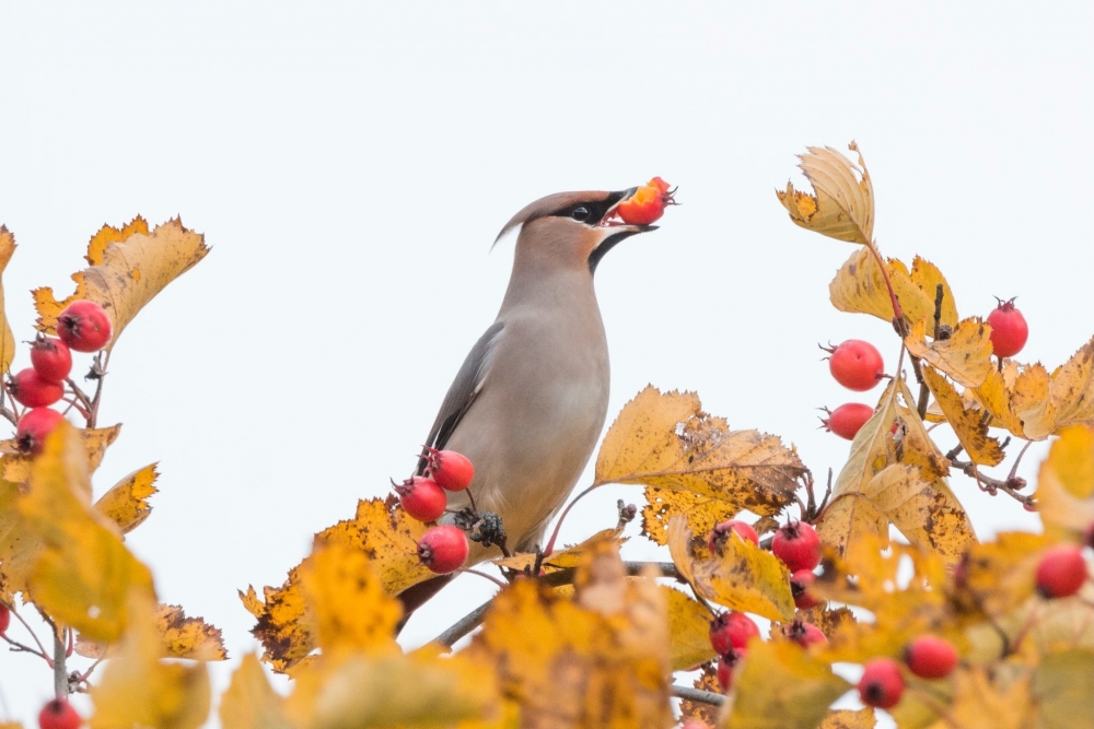 Nedēļas nogalē norisināsies Eiropas putnu vērošanas dienas rudenī - LV ...